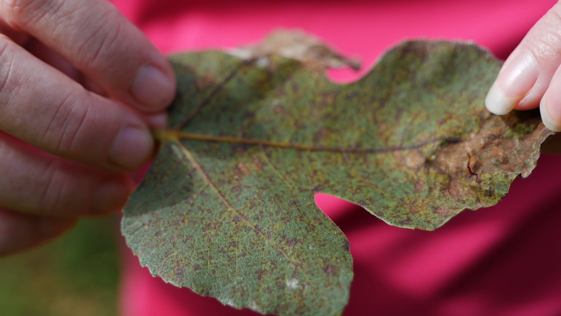 Get It Growing: How to treat fig leaf rust